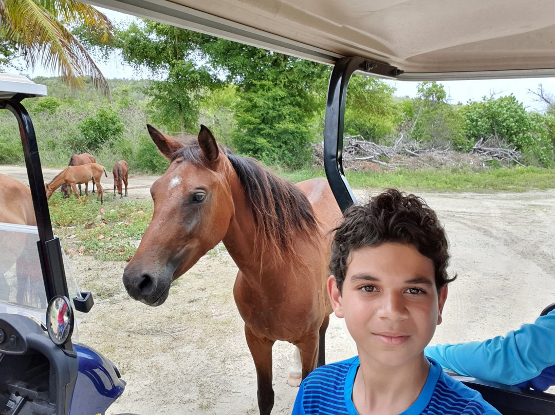 Scooters Vieques-维切克岛必去景点