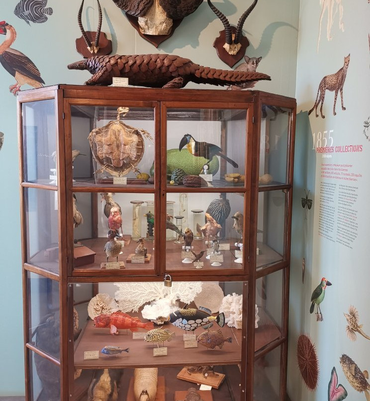 Muséum d'Histoire Naturelle de La Réunion景点图片