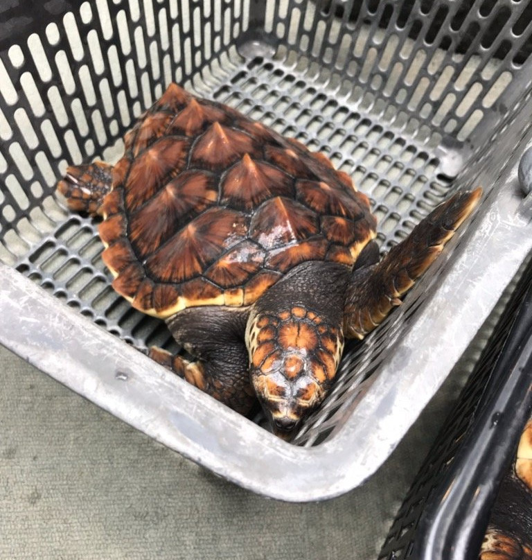 Hiwasa Chelonian Museum Caretta-美波町必去景点