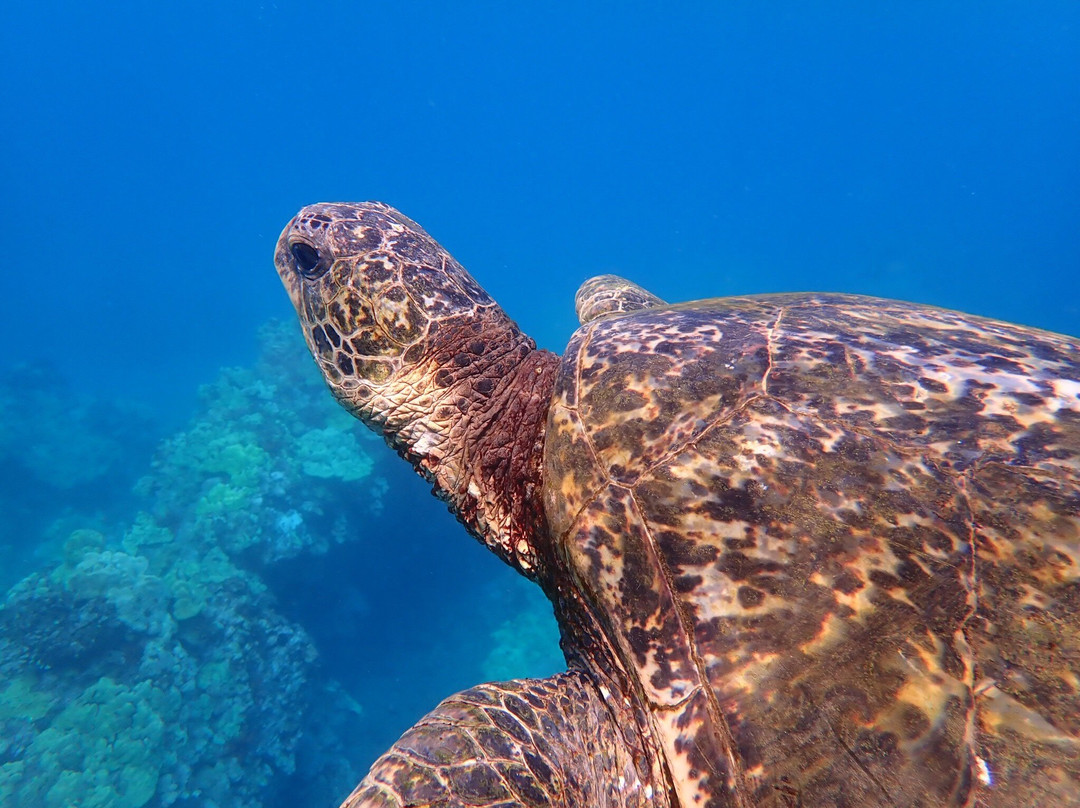 Maui Kayaks-基黑必去景点