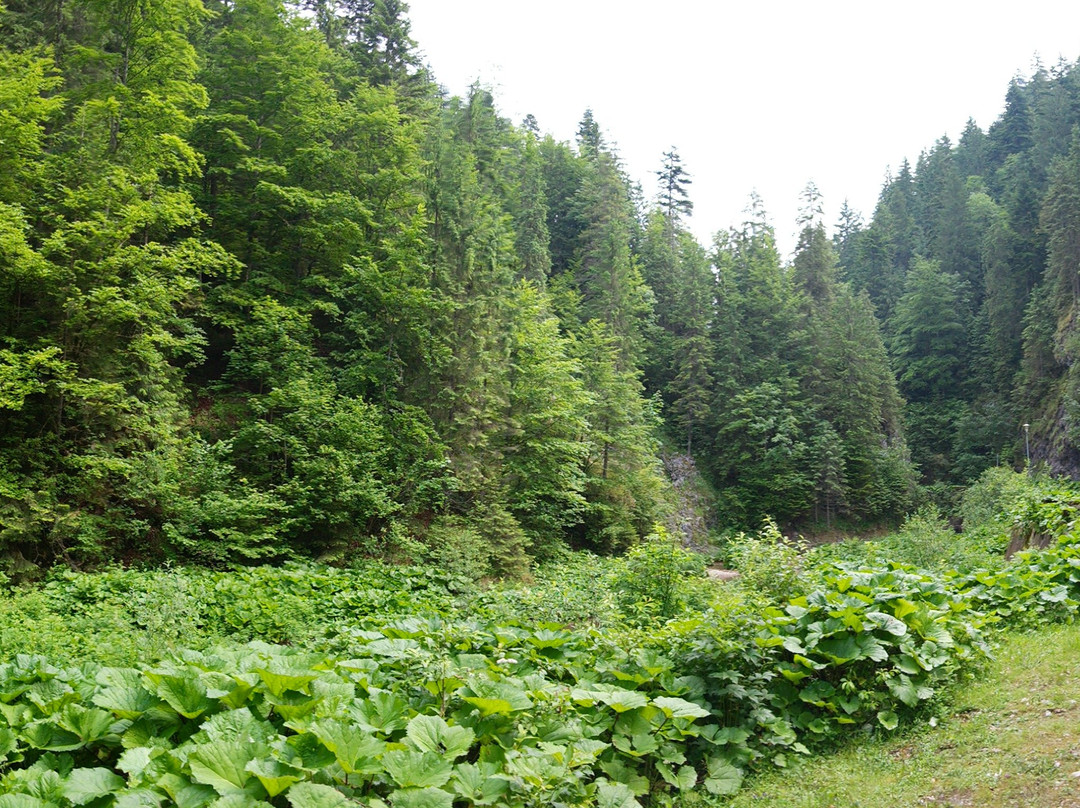 Apuseni Natural Park景点图片