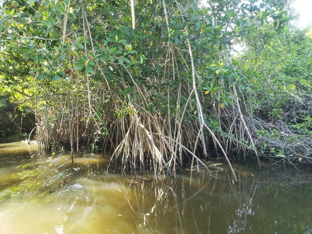 Pantanos de Centla-坎佩切州必去景点