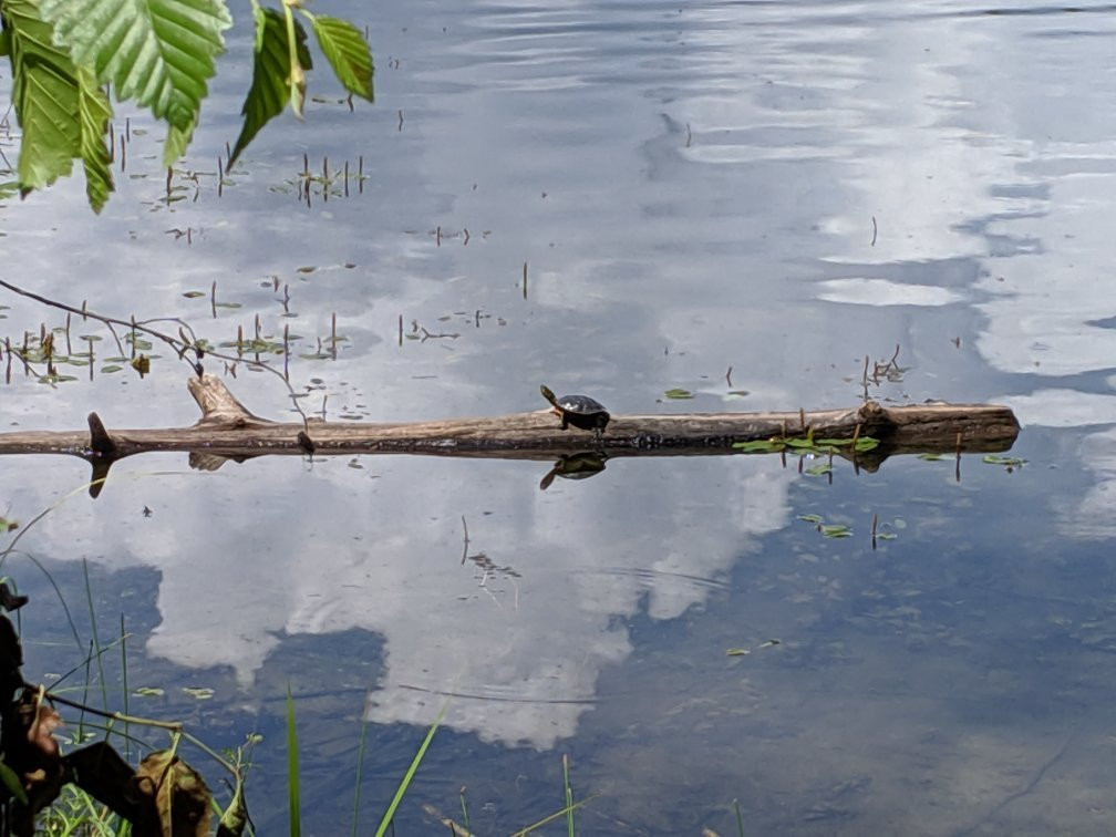 Champion Lakes Provincial Park景点图片