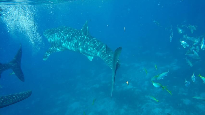 Oslob Whalesharks-奥斯洛布必去景点