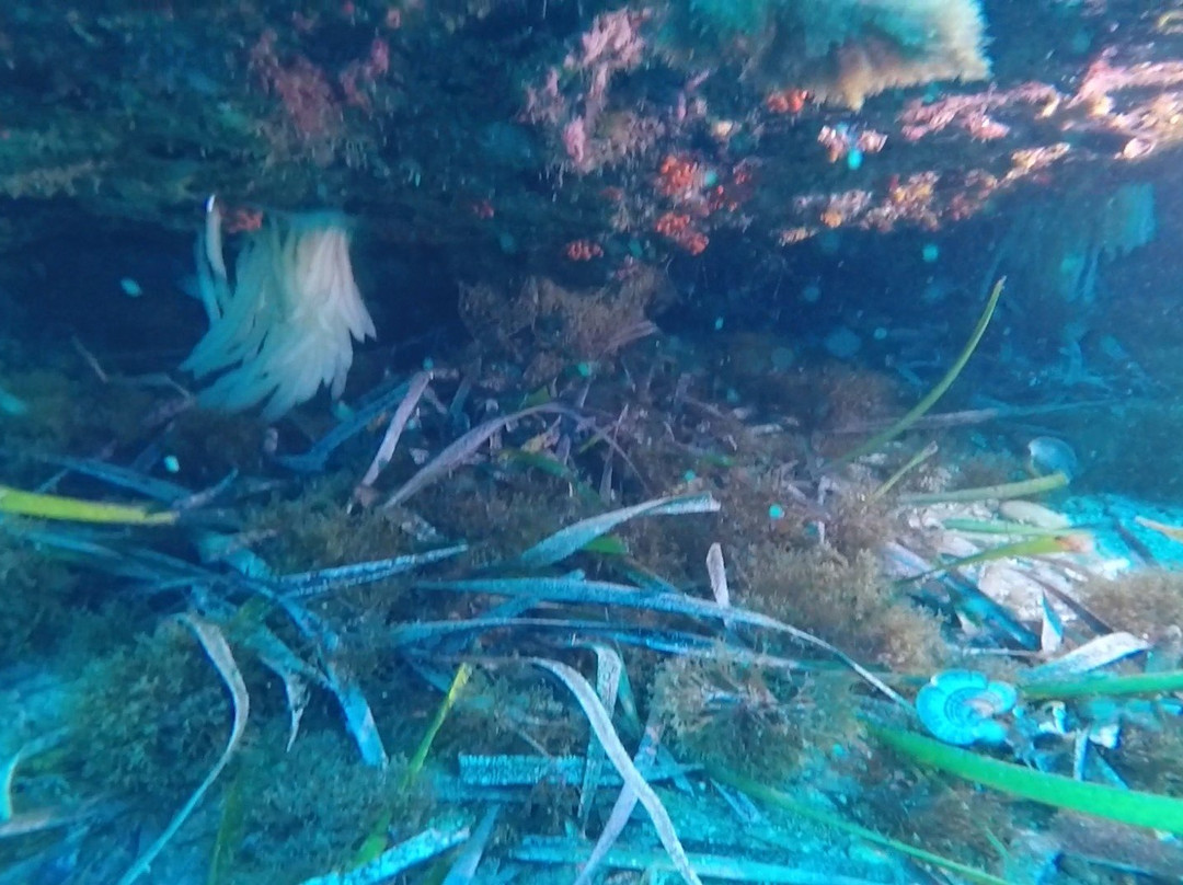 Buceo Aguadulce Dive & Water Sports-阿瓜杜尔塞必去景点