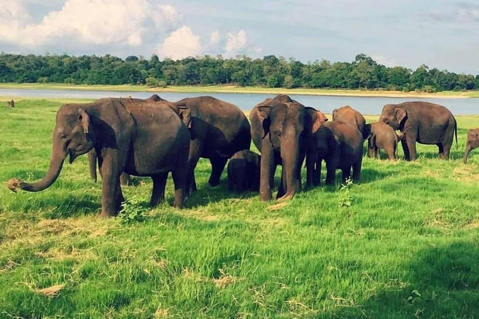 Easy Tours Sri lanka-哈巴拉娜必去景点