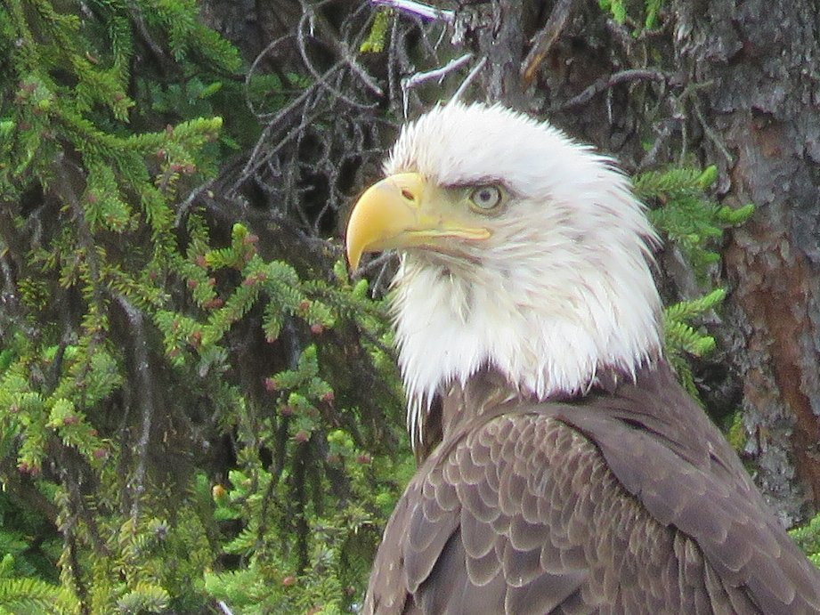 Escape For Two主图