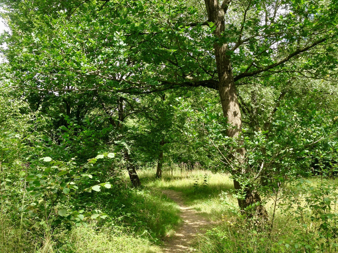 Wolves Wood RSPB Reserve景点图片