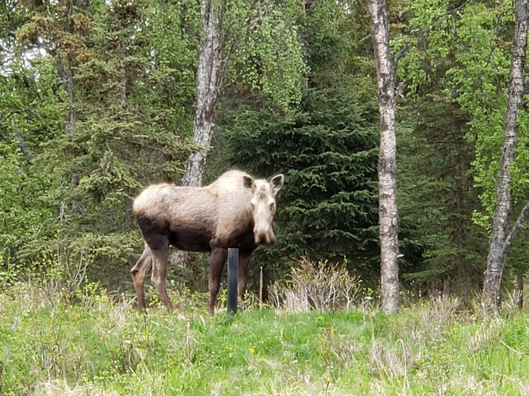 Black Bear Bed & Breakfast主图