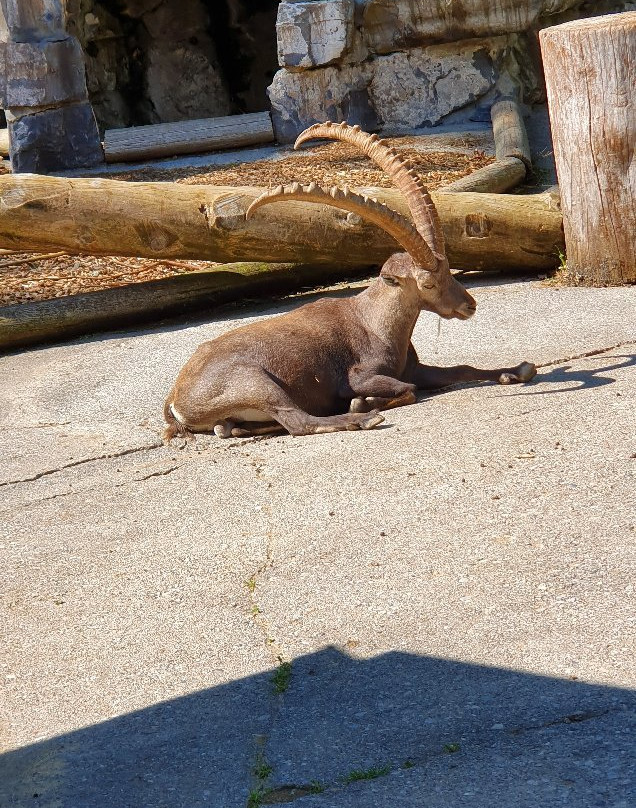 Wildpark Feldkirch-费尔德教堂市必去景点
