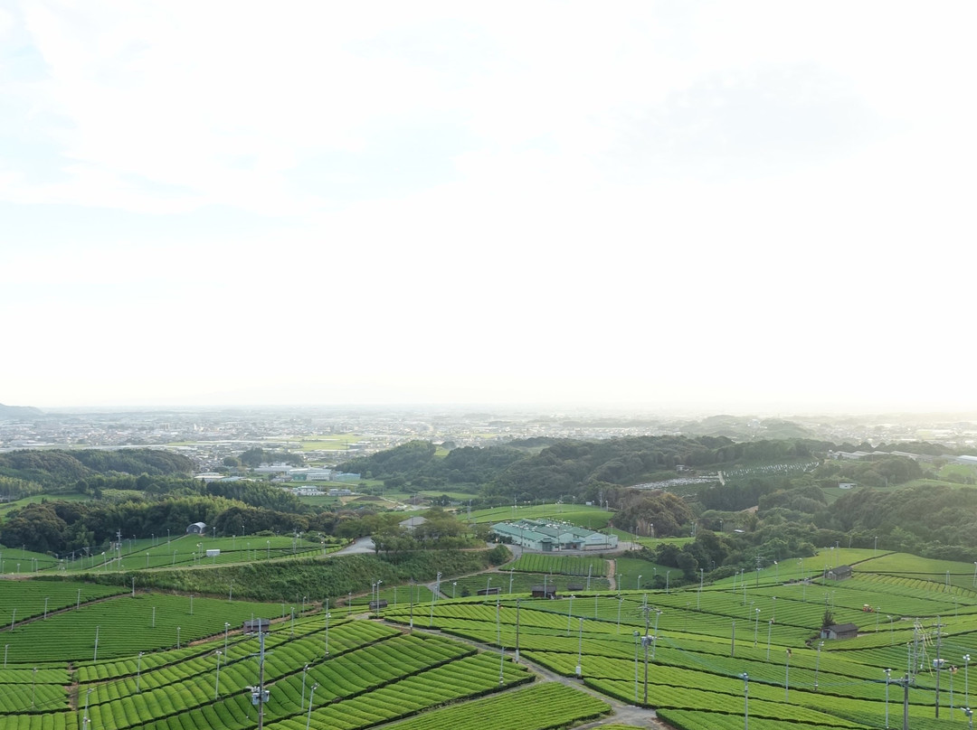 Yame Chuo Tea Garden-八女市必去景点
