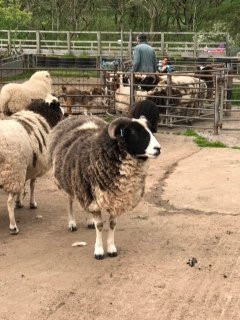Jacob Sheep Trekking and Farm Experience Days景点图片