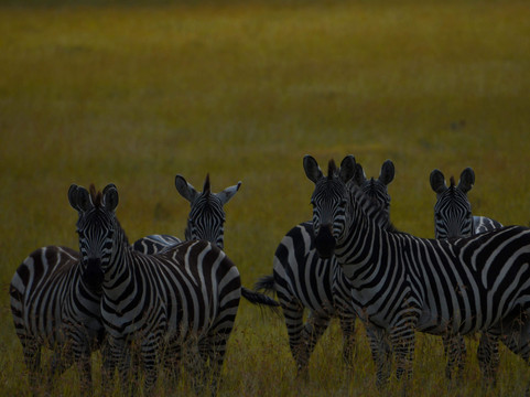 Cats Africa Tours-内罗毕必去景点