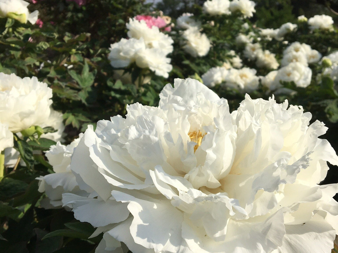 Higashimatsuyama Peony Garden-东松山市必去景点