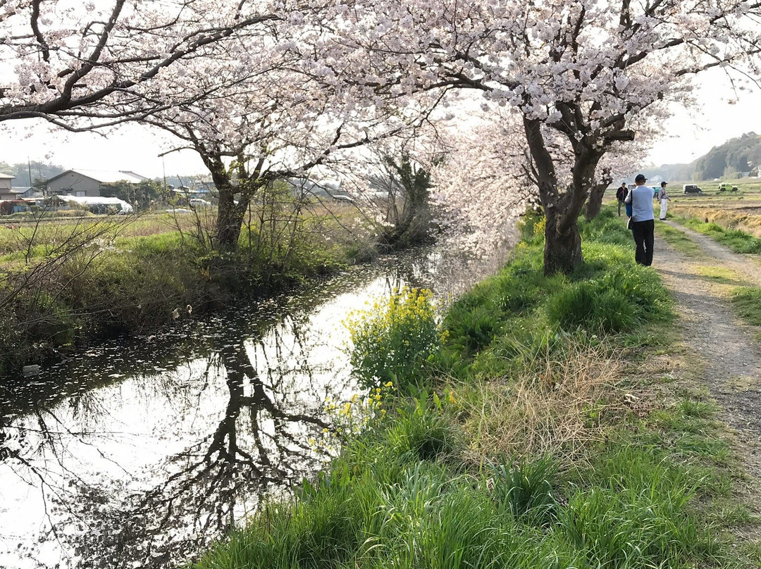 Imai no Sakura-白井市必去景点