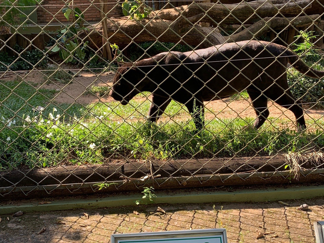 Parque Zoologico Municipal de Bauru景点图片