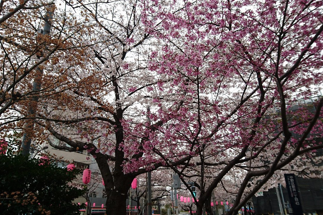 Nakano Street-中野区必去景点