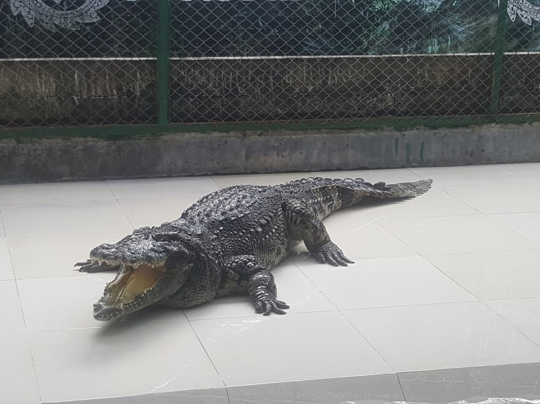 Porosus Exotic Leather Shop-查龙必去景点