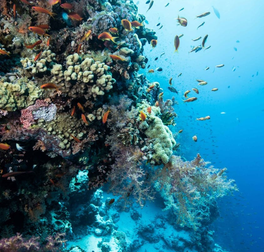 One Ocean Diving Philippines景点图片