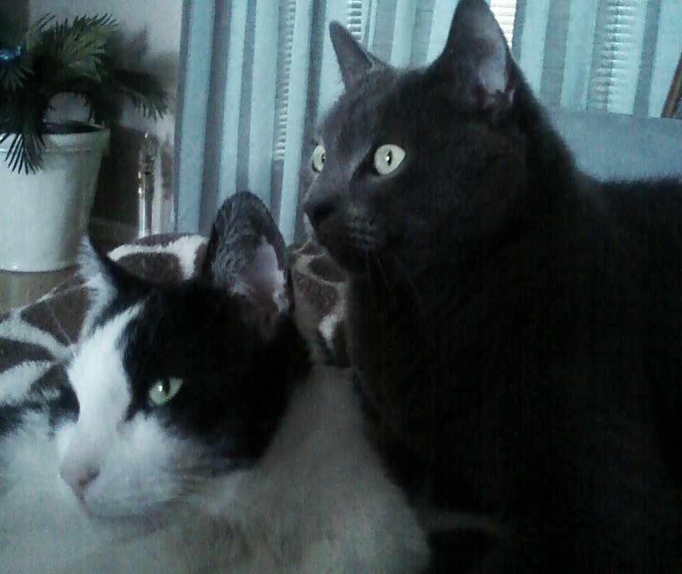 Lollypop Farm, Humane Society of Greater Rochester-Fairport必去景点