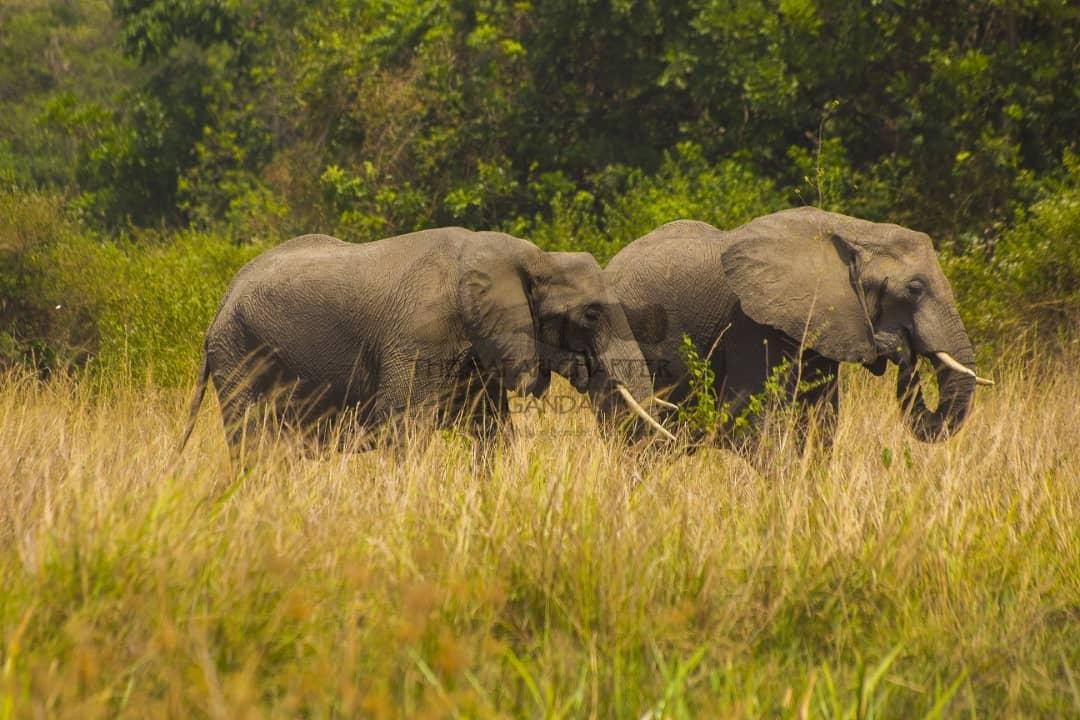 Uganda Safari Chapter-坎帕拉必去景点