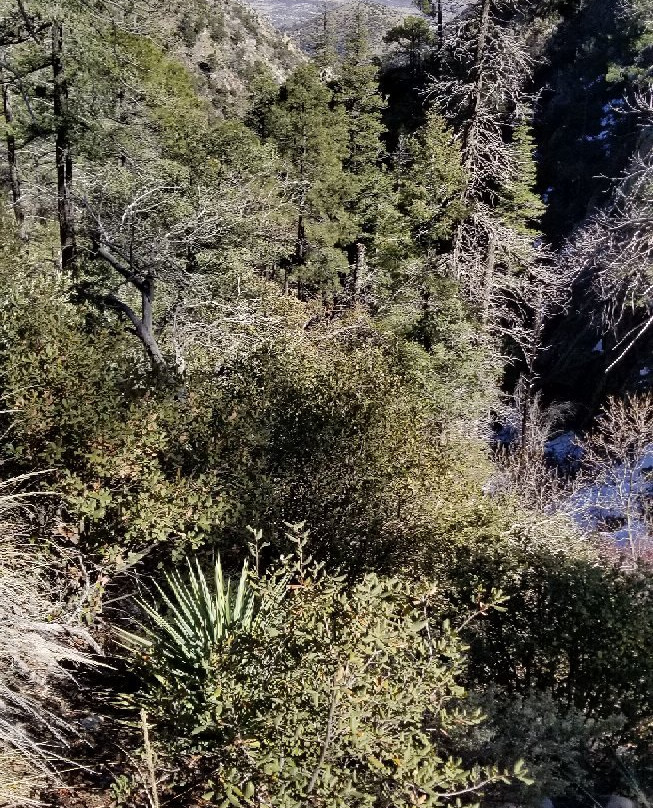 Miller Canyon景点图片
