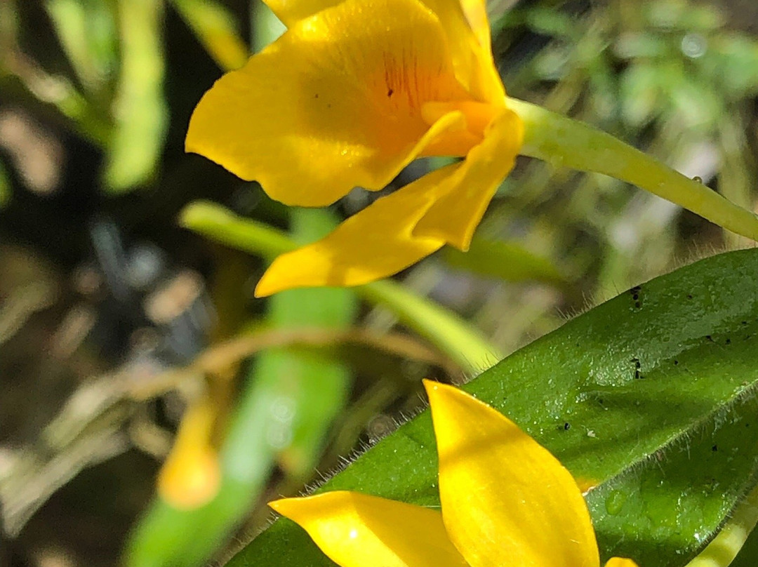 Butterfly Farm Khao Lak景点图片