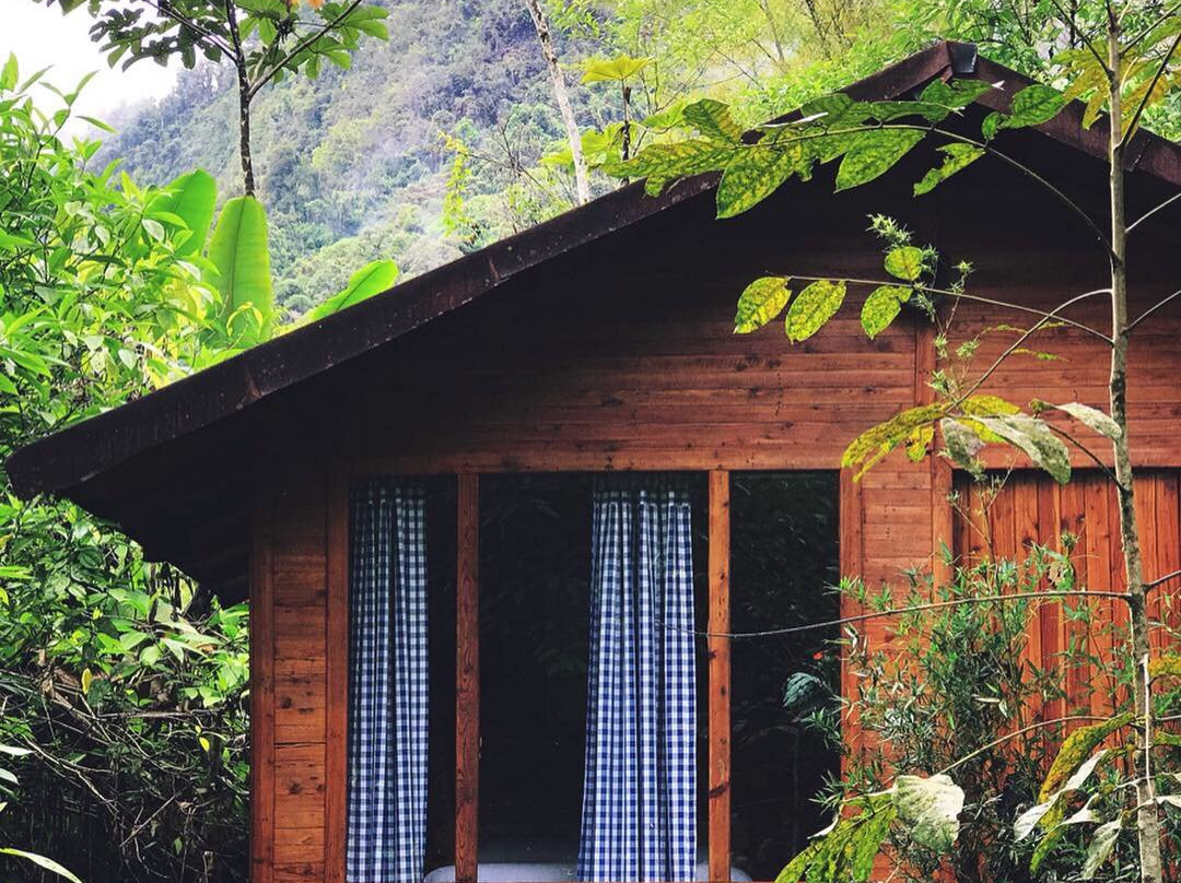 El Abrazo del Arbol主图