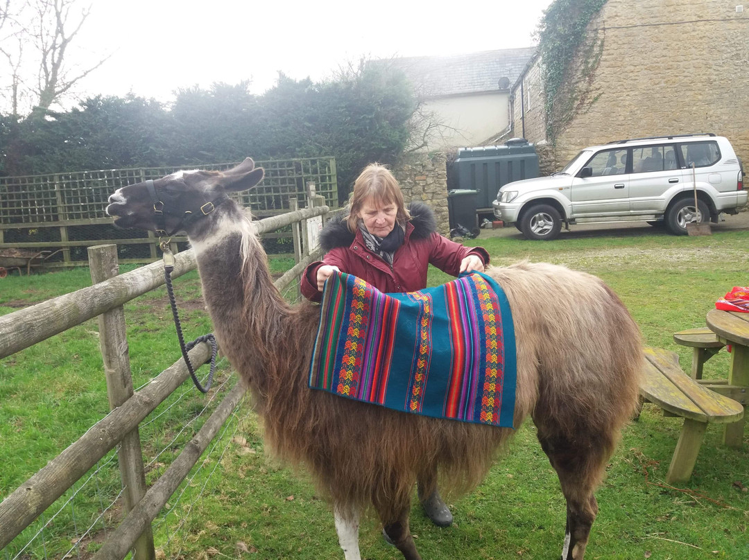 UK Llamas景点图片