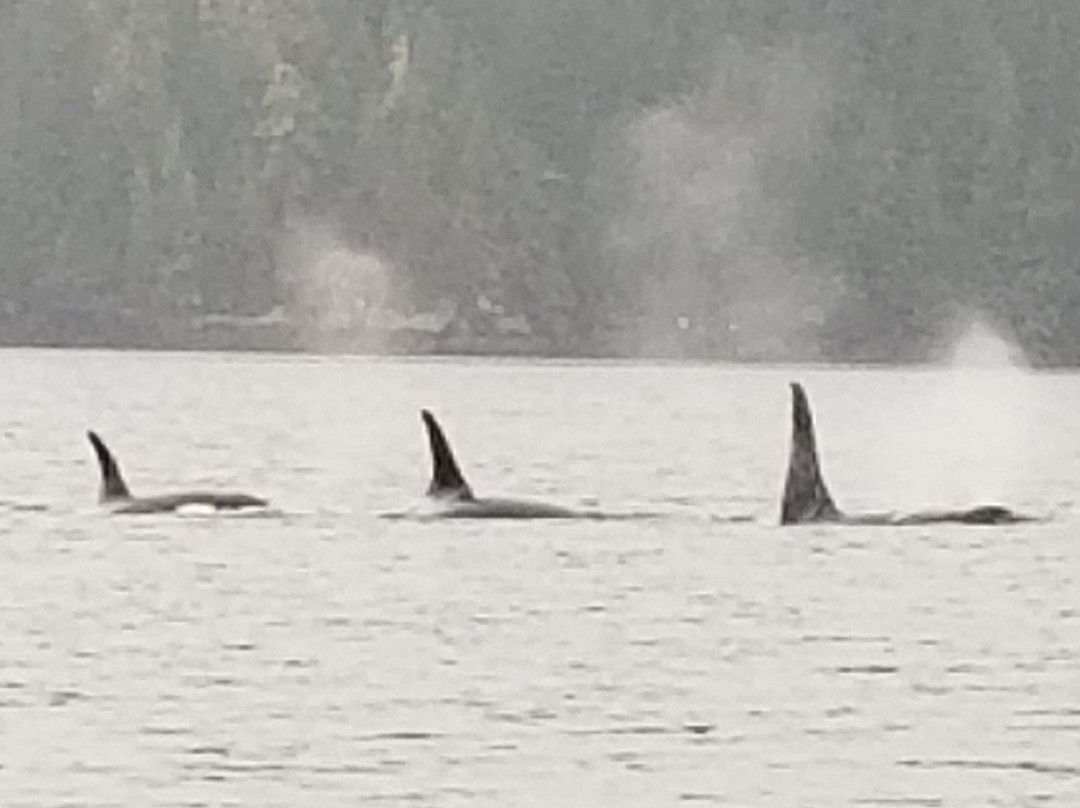 Wild Northern Adventures-Stewart必去景点