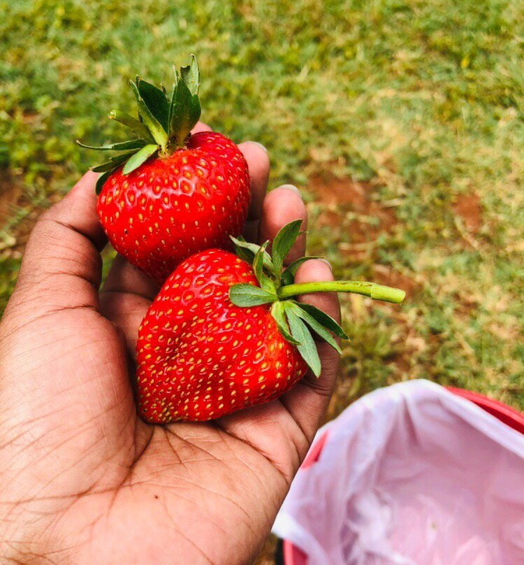Blue Hills Berries and Cherries-Silvan必去景点