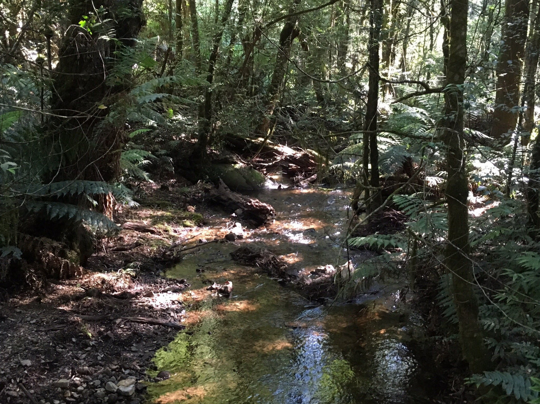 Wirrawilla Rainforest Walk景点图片