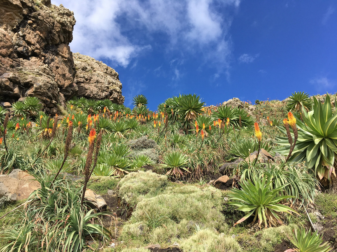Simien Mountains Trekking with Simon景点图片
