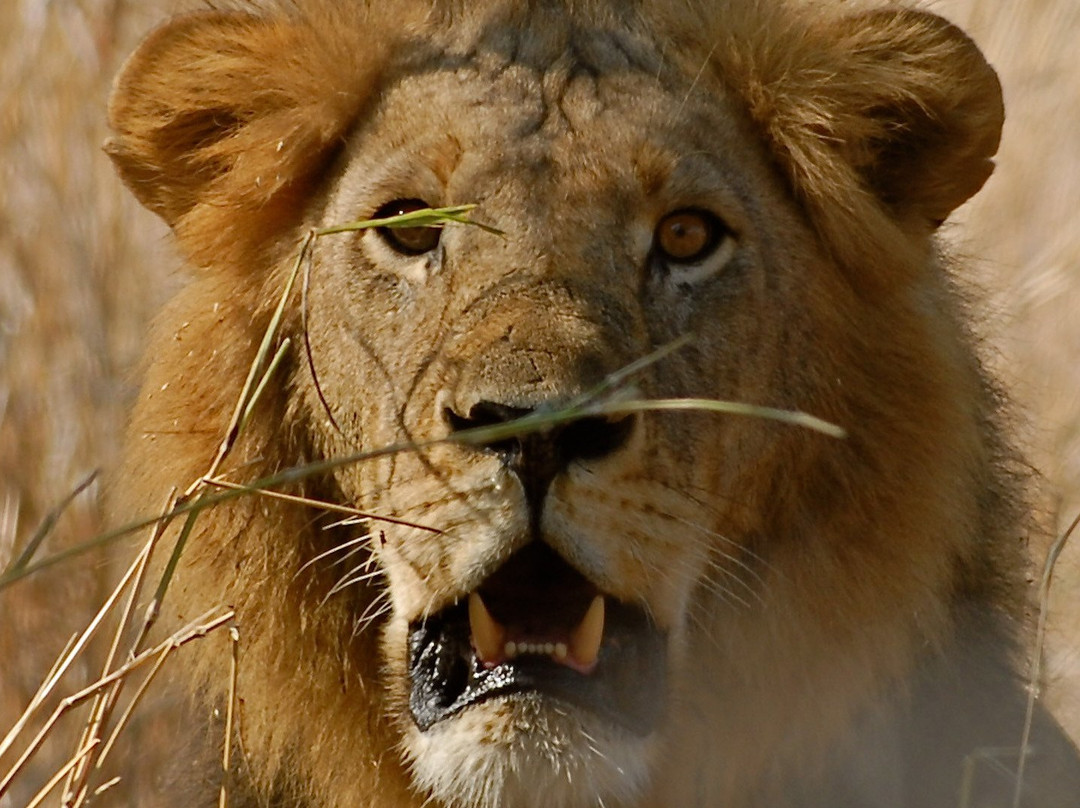 Destinations Kenya Safari-内罗毕必去景点