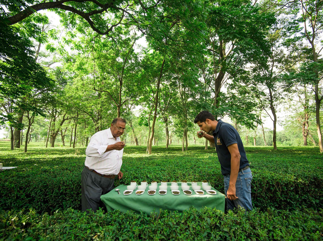 Wah Tea Estate景点图片