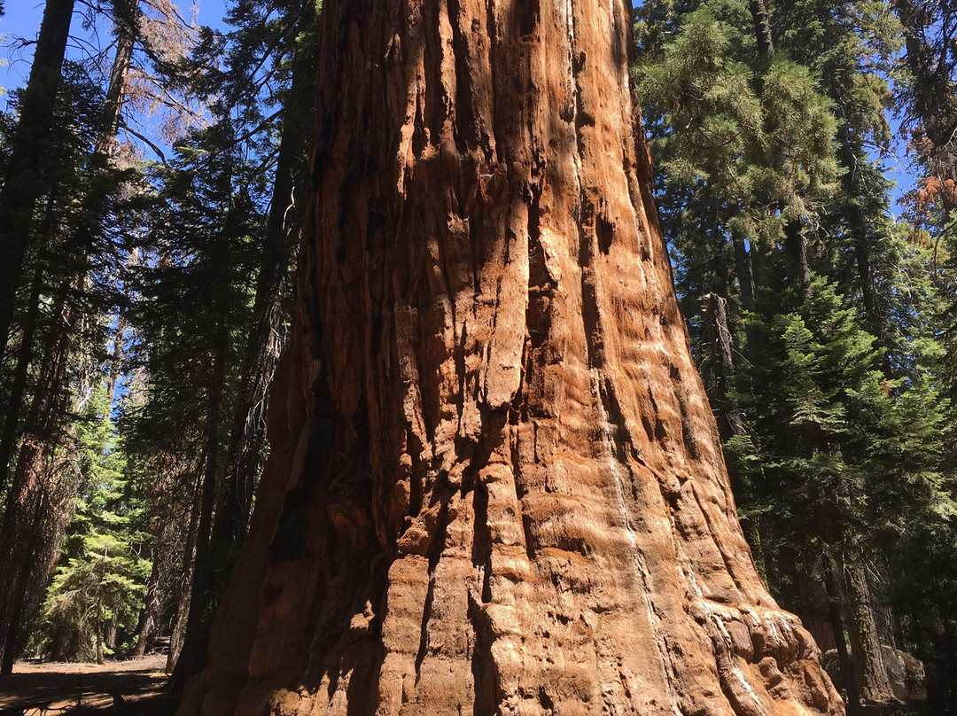 The President Tree-Three Rivers必去景点
