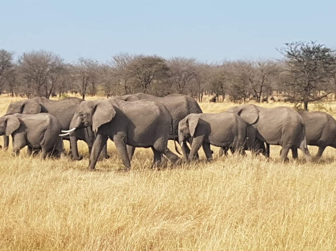 Tai Adventures and Safaris-阿鲁沙必去景点