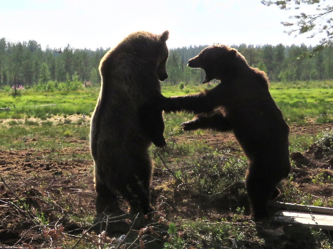 Boreal Wildlife Centre-Kuhmo必去景点