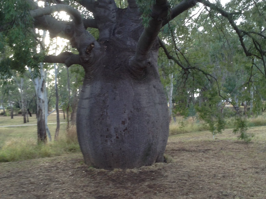 Roma's Biggest Bottle Tree-Roma必去景点
