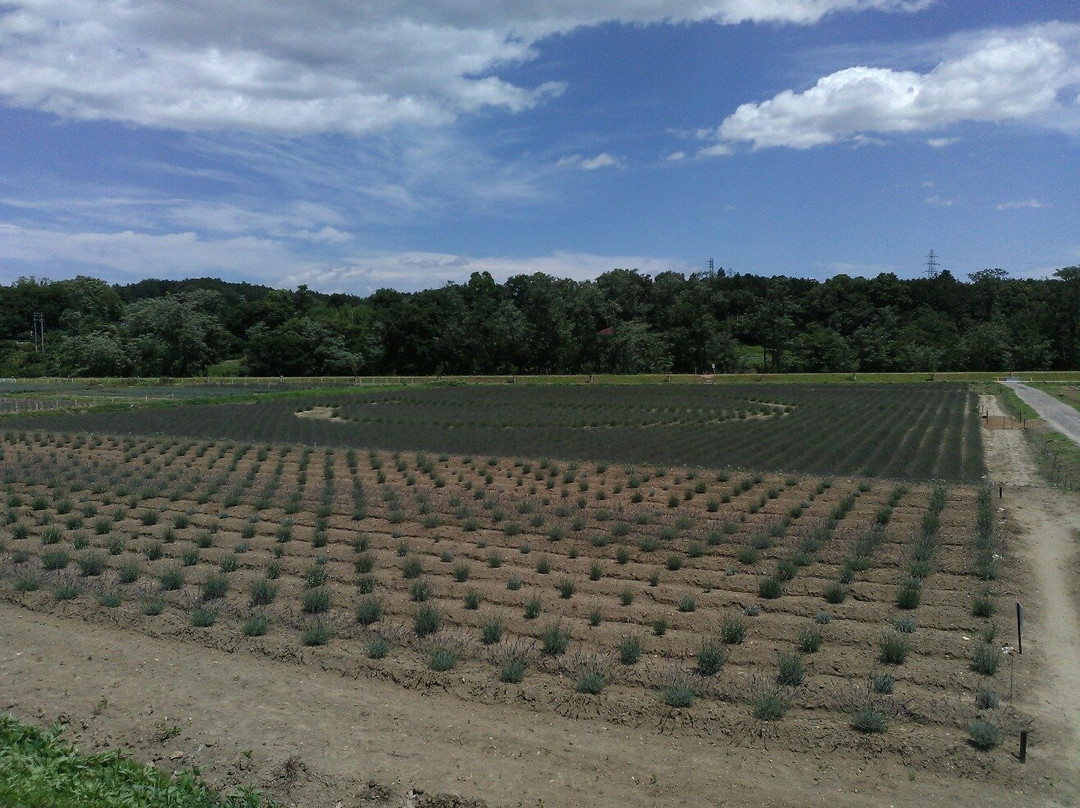 Ranzanmachi Sennen no Sono Lavender Field-岚山町必去景点