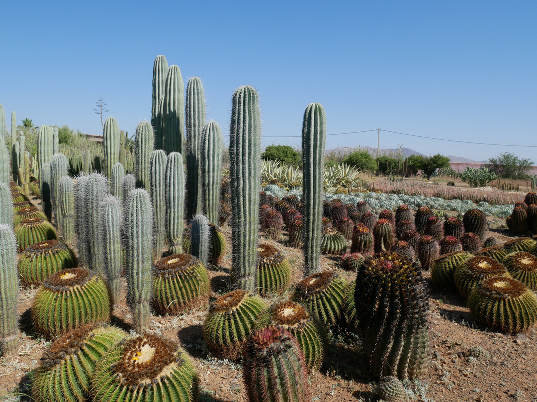 Cactus Thiemann景点图片