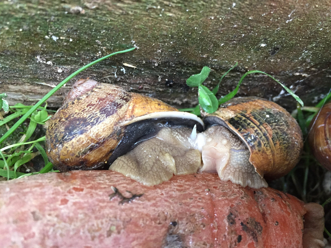 L'Escargot sur Loire景点图片