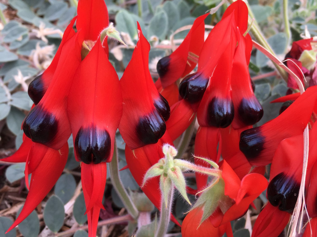 Destination Town-Port Augusta必去景点