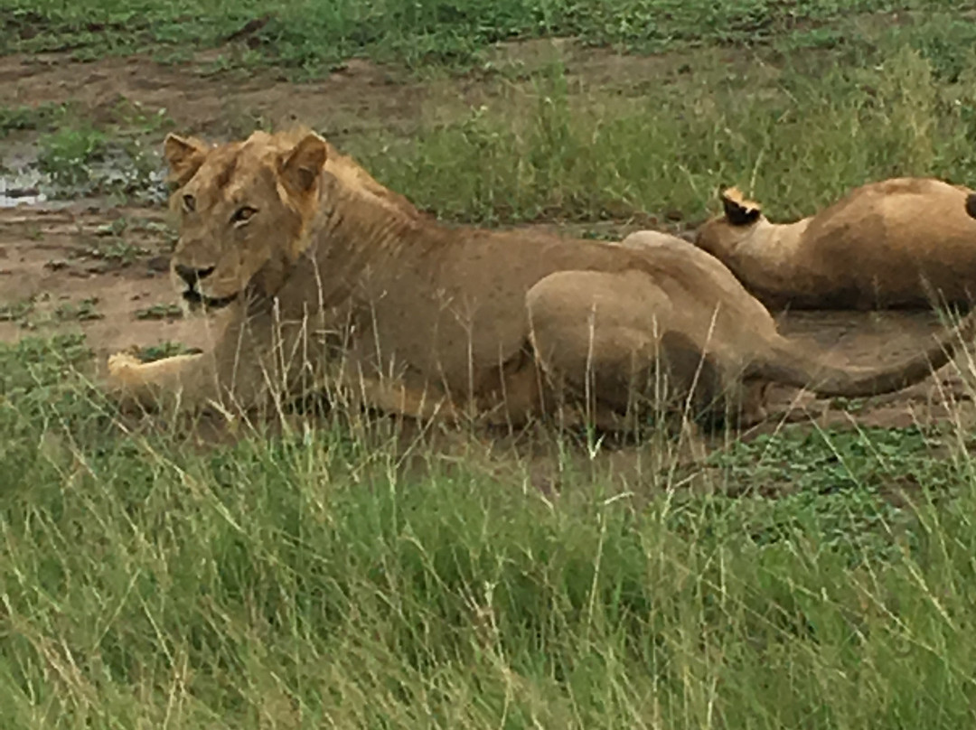 Hisia Safaris-纳库鲁必去景点