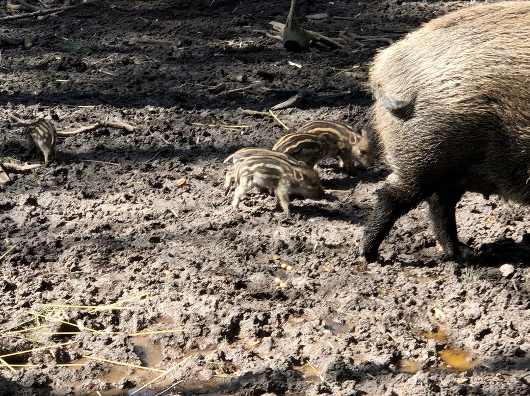 Wildschweingehege (Wild Pig Enclosure)景点图片