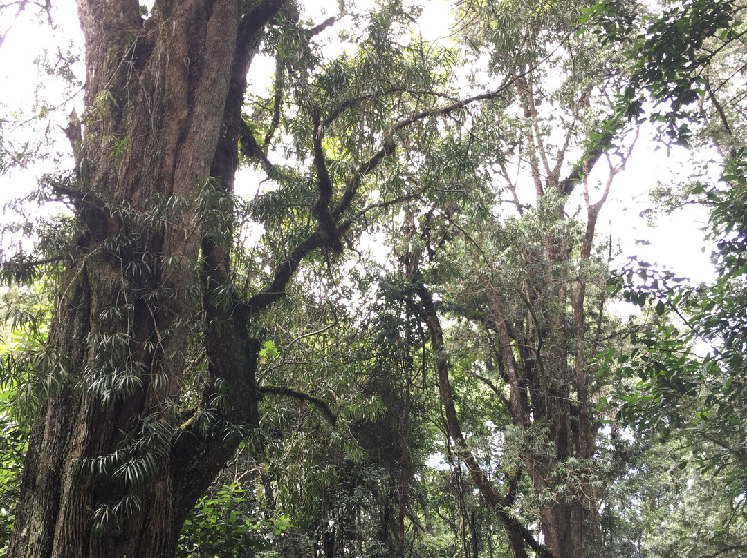 Xumeni Forest-安德堡必去景点