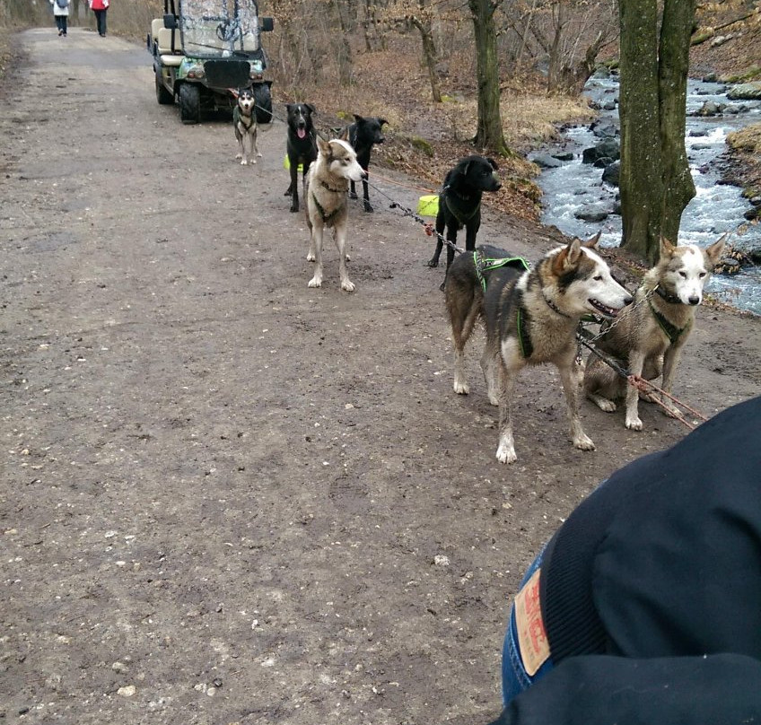 Dog sled tour  Mátrafüred景点图片