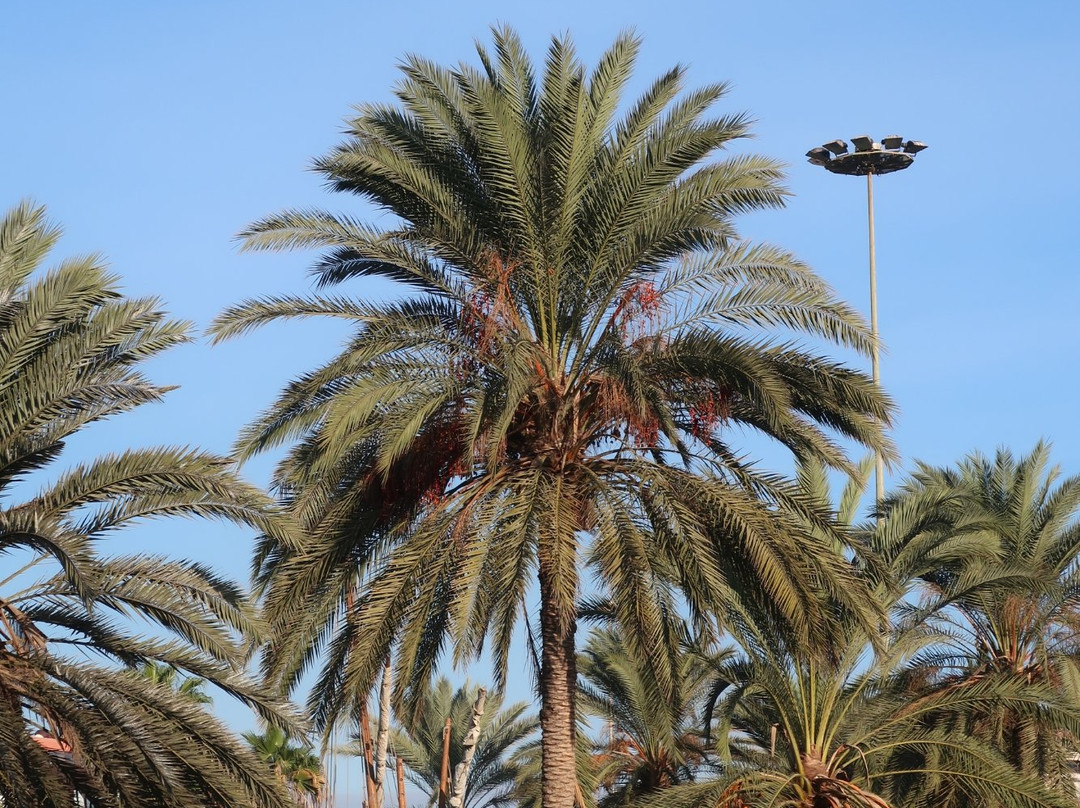 Parque de Santa Catalina景点图片