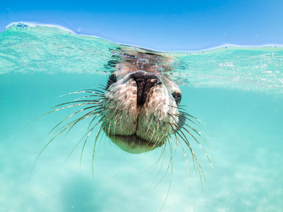 Turquoise Safaris-朱里恩湾必去景点