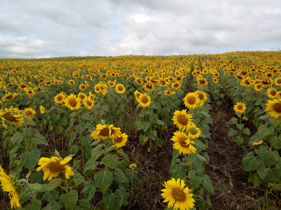 Manee Sorn Sunflower Field景点图片